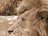 Lion & Safari Park